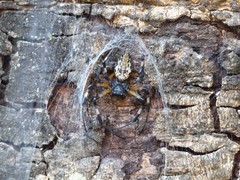 Nephilingis cruentata