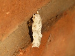 Naroma varipes