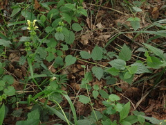 Lamium galeobdolon montanum
