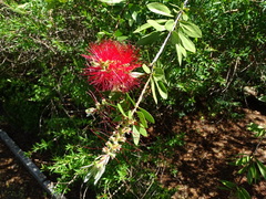 Melaleuca comboynensis