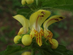 Lamium galeobdolon montanum