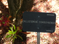 Melaleuca comboynensis