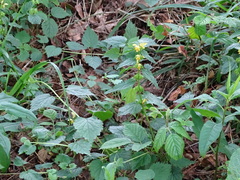Lamium galeobdolon montanum