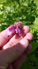 Dicentra eximia