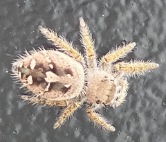 Phidippus putnami