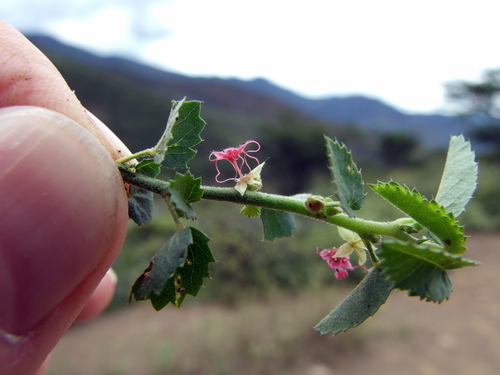 Ayenia jussieui image