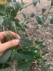 Magnoliopsida