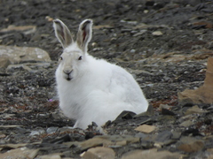 Lepus arcticus