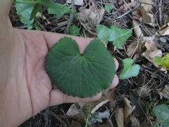 Ranunculus cassubicifolius