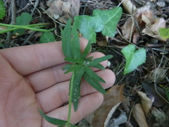 Ranunculus cassubicifolius