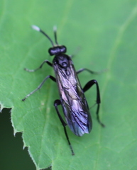 Macrophya infumata