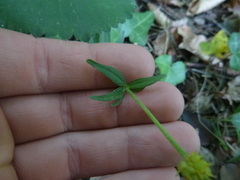 Ranunculus cassubicifolius