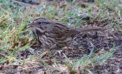 Melospiza melodia