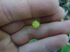 Ranunculus cassubicifolius