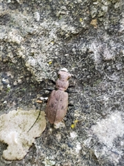 Apterodela unipunctata