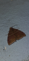 Ophisma
