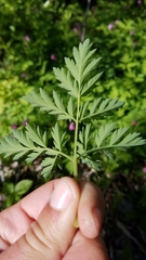 Dicentra eximia