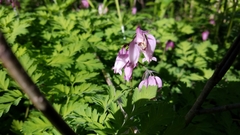 Dicentra eximia