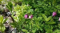 Dicentra eximia