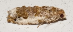 Proteoteras naracana