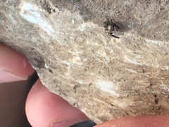 Euophrys frontalis