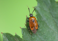 Deraeocoris punctum