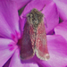 Phlox Moth - Photo (c) Emily Hjalmarson, some rights reserved (CC BY-NC), uploaded by Emily Hjalmarson