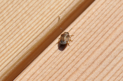 Neottiglossa pusilla