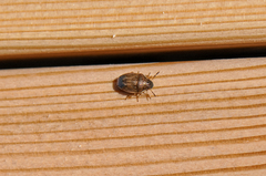 Neottiglossa pusilla