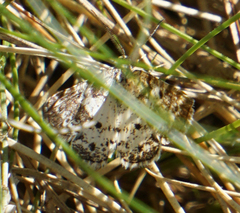 Eufidonia discospilata