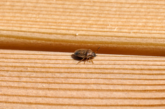 Neottiglossa pusilla