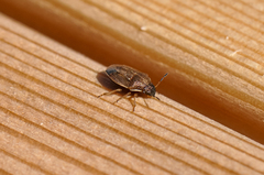 Neottiglossa pusilla