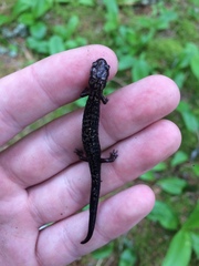 Plethodon welleri