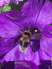 Bombus hortorum