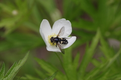 Sericomyia lata
