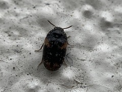 Trogoderma variabile