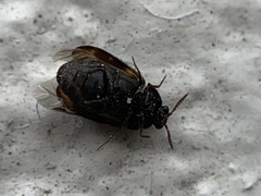 Trogoderma variabile