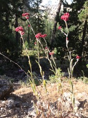 Helichrysum sanguineum