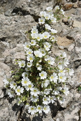 Cerastium alpinum