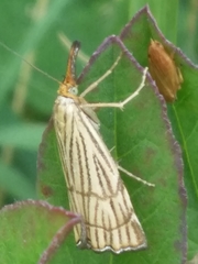 Chrysocramboides craterella