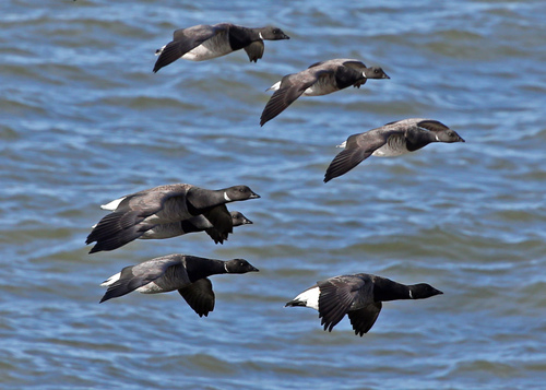 Barnacla carinegra (Branta bernicla)