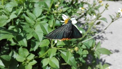 Pyrrhopygini