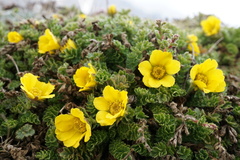 Geum reptans