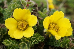 Geum reptans