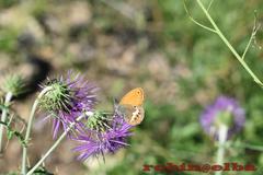 Coenonympha corinna