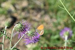 Coenonympha corinna