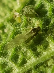 Aphis passeriniana