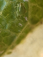 Aphis passeriniana