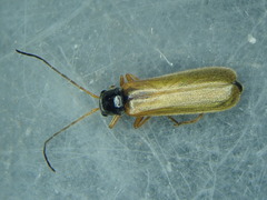Rhagonycha lignosa