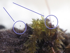 Cribraria microcarpa